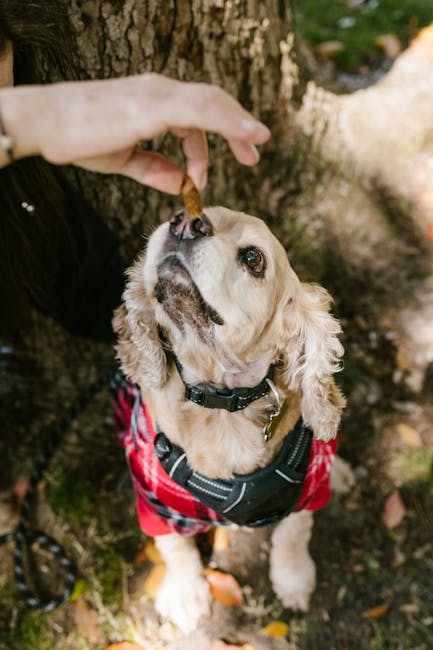 Person rewards a dog with a small treat right after a trained behavior