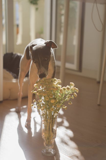 Indoor dog sniffing hidden treats along a hallway during an enrichment game