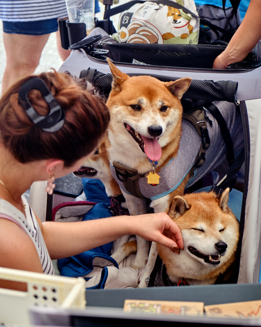 People preparing a pet go-bag with a carrier, leash, and printed emergency contact card