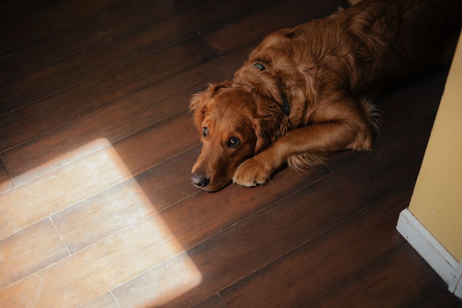 Person walking on pet-friendly home flooring with pet pawprints; durable material comparison.