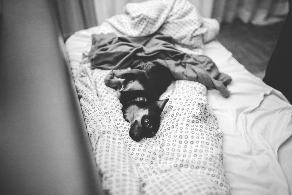 Dog calmly settled in a crate or gated area inside a hotel room