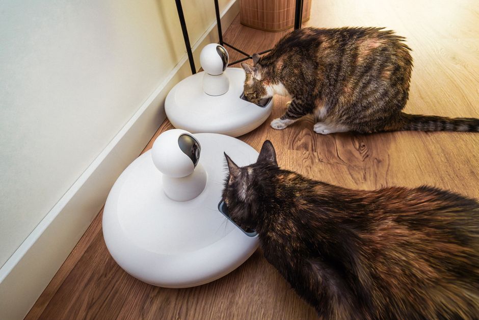 Pet News Roundup: smart home pet trends on safety and health, captured in a cozy home scene (Pexels).