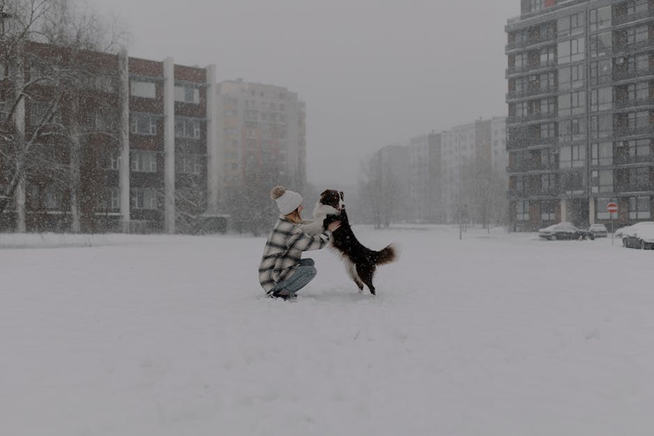 Seasonal Pet Care News & Tips banner showing a dog in summer shade and winter coat for weather-proof routines