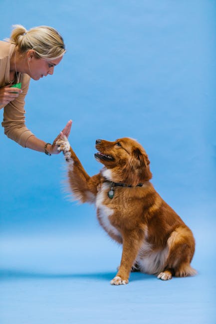 Trainer holds a clicker while rewarding a dog with treats during marker training