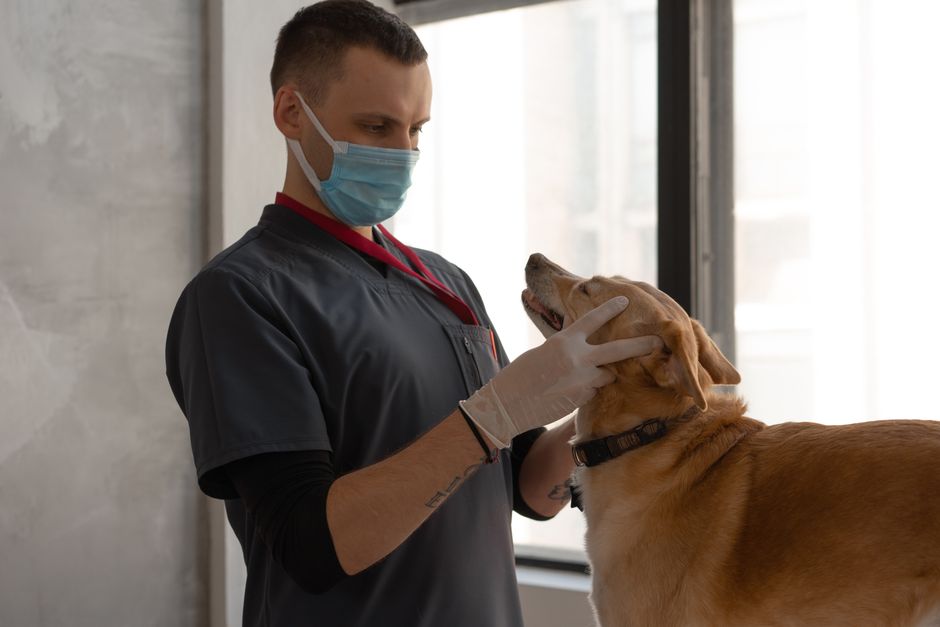 Vet examining a dog&rsquo;s skin and ears during a diagnostic visit